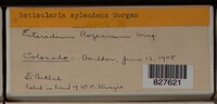 Image Associated With the Occurence